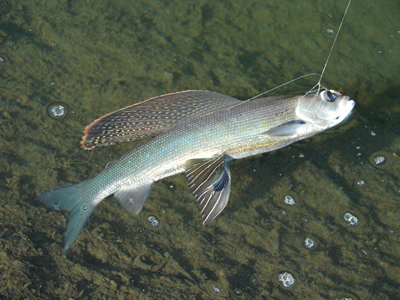 Arctc Grayling, Kobuk River